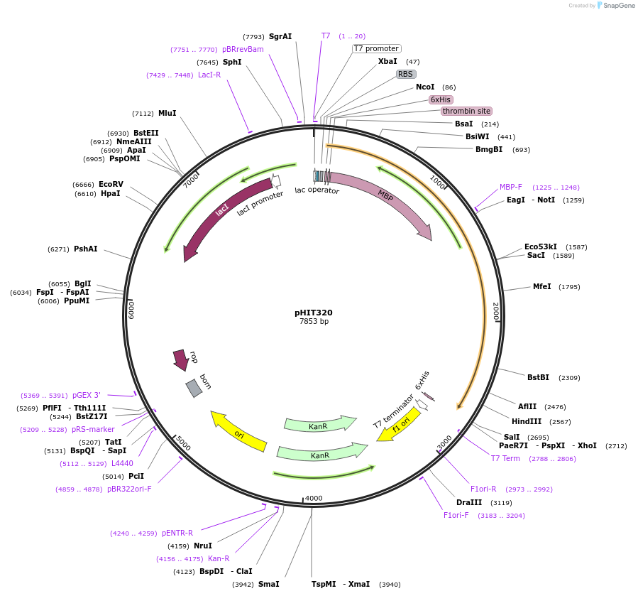 204517-plasmid-map-sequence-id-403742
