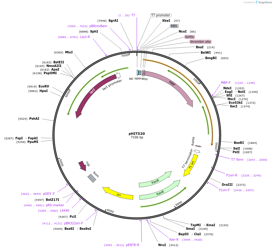 204519-plasmid-map-sequence-id-403744