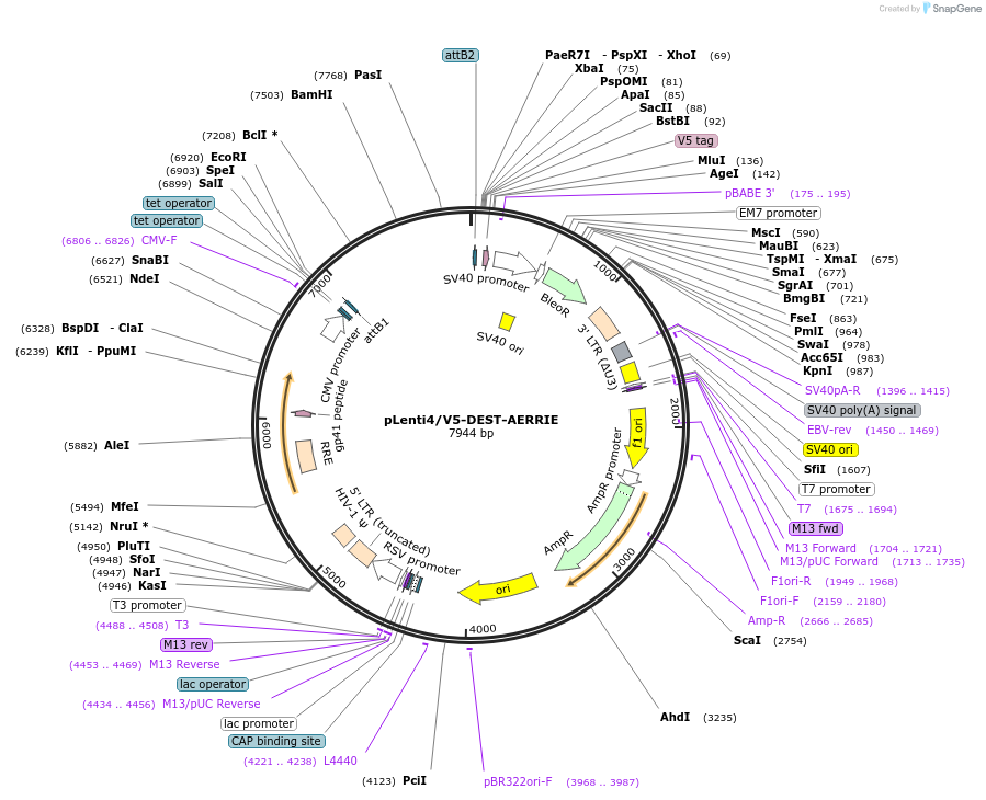 204023-plasmid-map-sequence-id-403766
