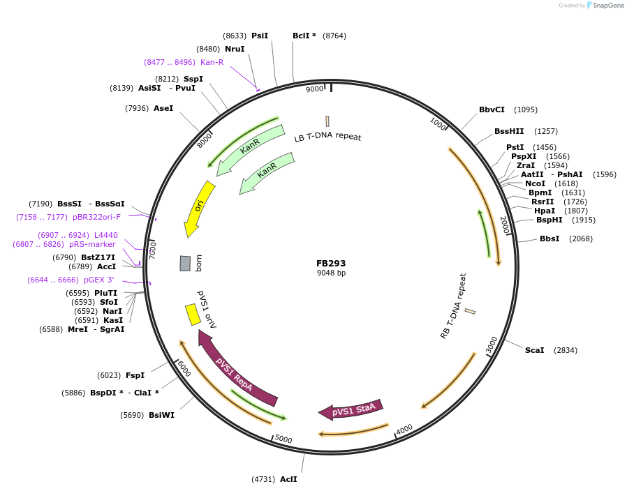 203613-plasmid-map-sequence-id-403777