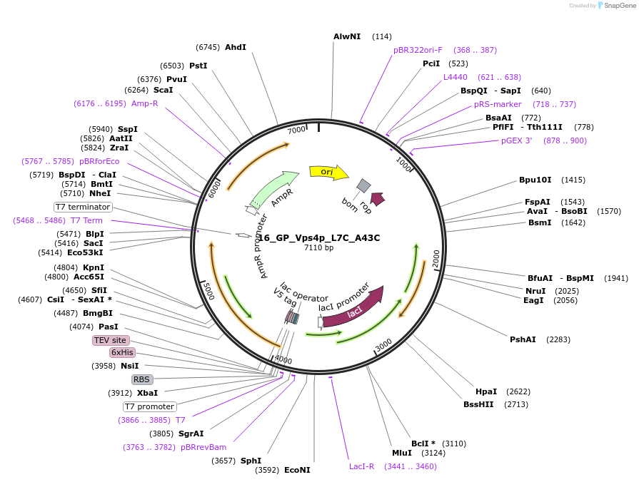 203356-plasmid-map-sequence-id-403778