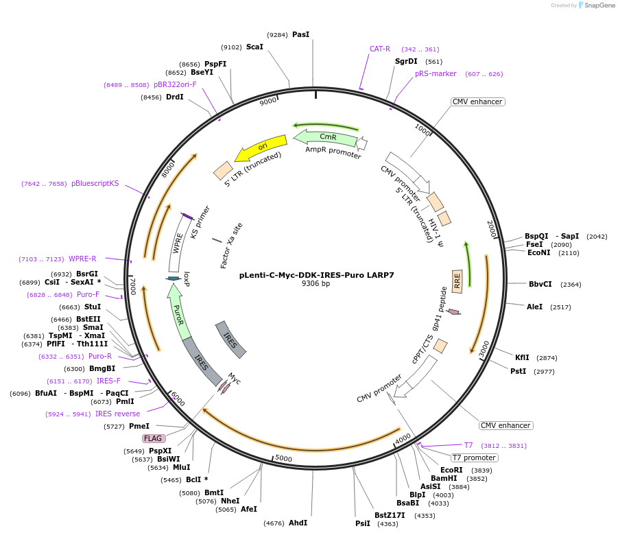200725-plasmid-map-sequence-id-403779