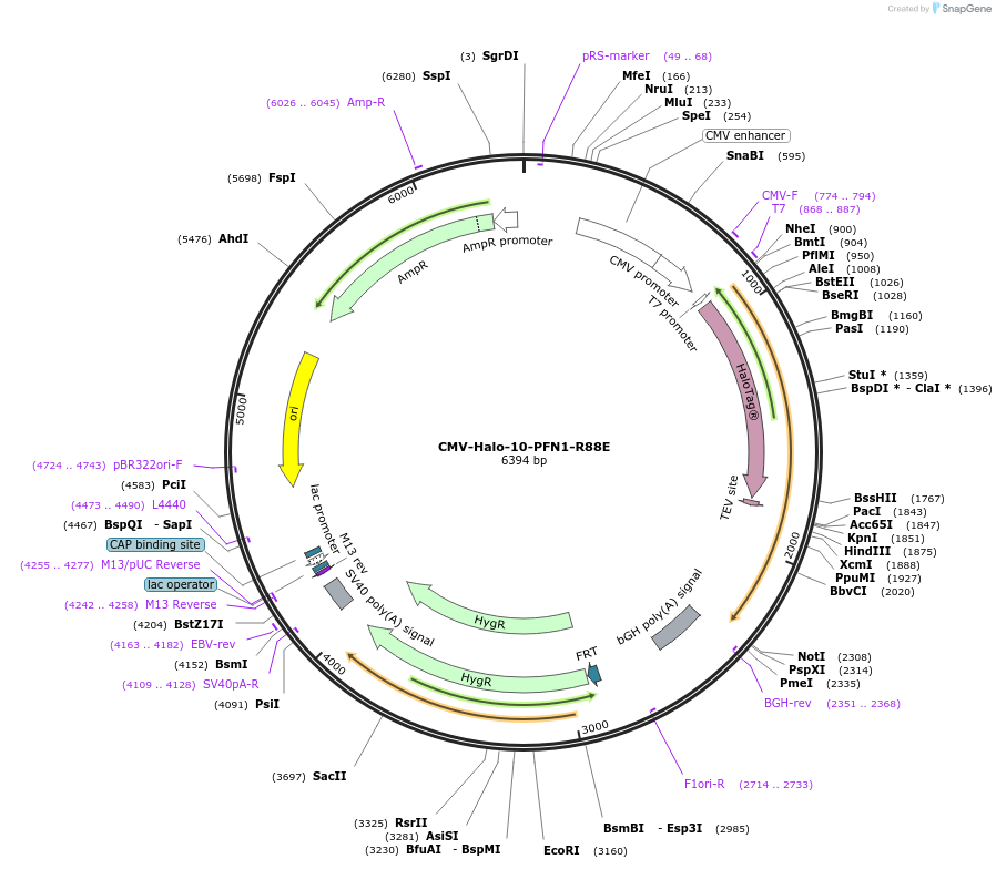 204224-plasmid-map-sequence-id-403783
