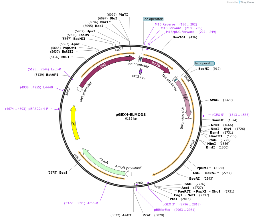 201893-plasmid-map-sequence-id-403790