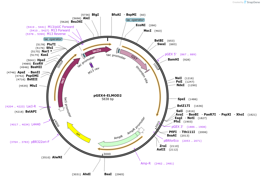 201892-plasmid-map-sequence-id-403792