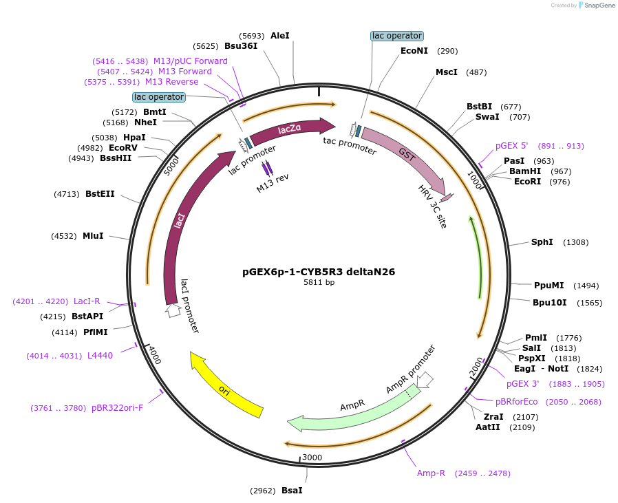 204557-plasmid-map-sequence-id-403793