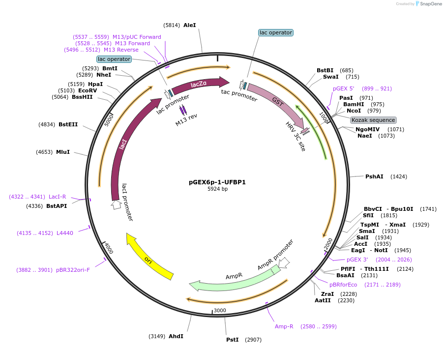 204558-plasmid-map-sequence-id-403795