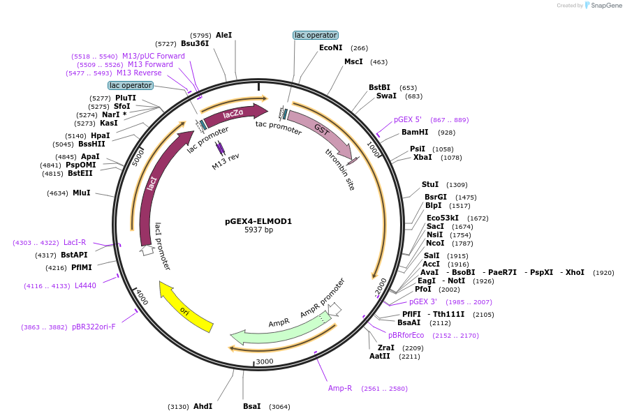 201891-plasmid-map-sequence-id-403796