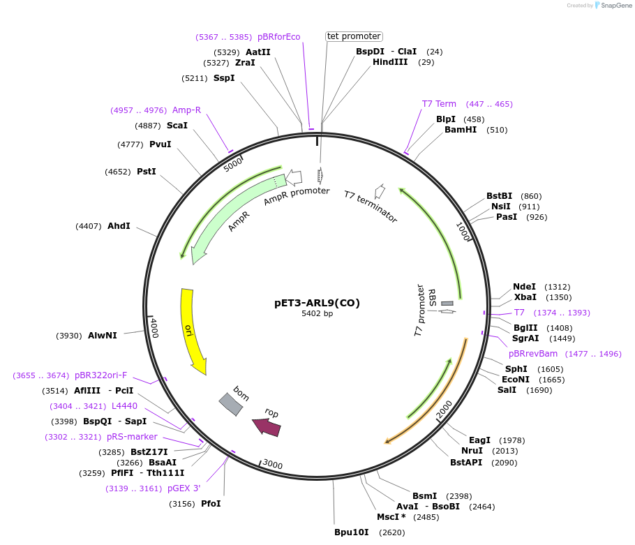 201873-plasmid-map-sequence-id-403806