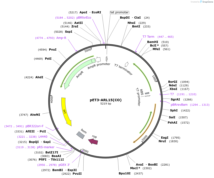 201879-plasmid-map-sequence-id-403808