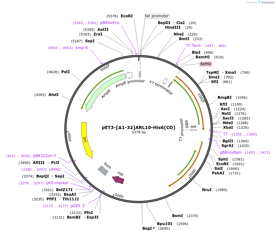 201876-plasmid-map-sequence-id-403811