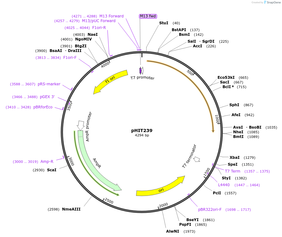 204522-plasmid-map-sequence-id-403812