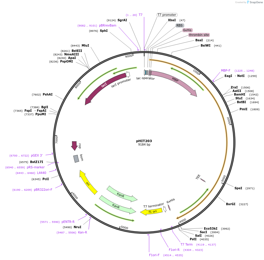 204512-plasmid-map-sequence-id-403815