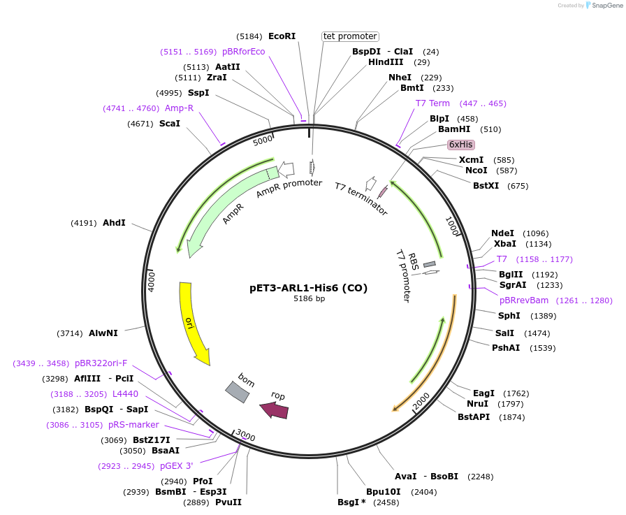 201866-plasmid-map-sequence-id-403817