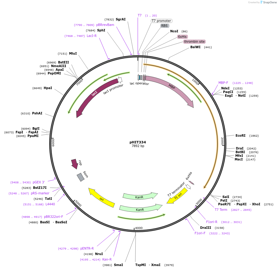 204516-plasmid-map-sequence-id-403820