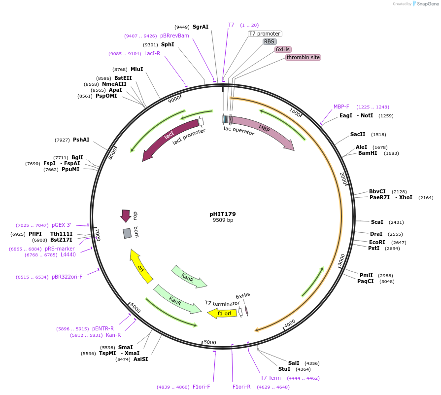 204510-plasmid-map-sequence-id-403822