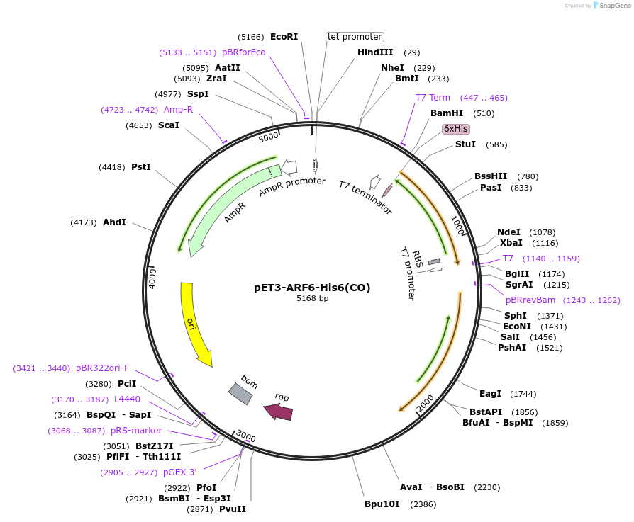 201887-plasmid-map-sequence-id-403824