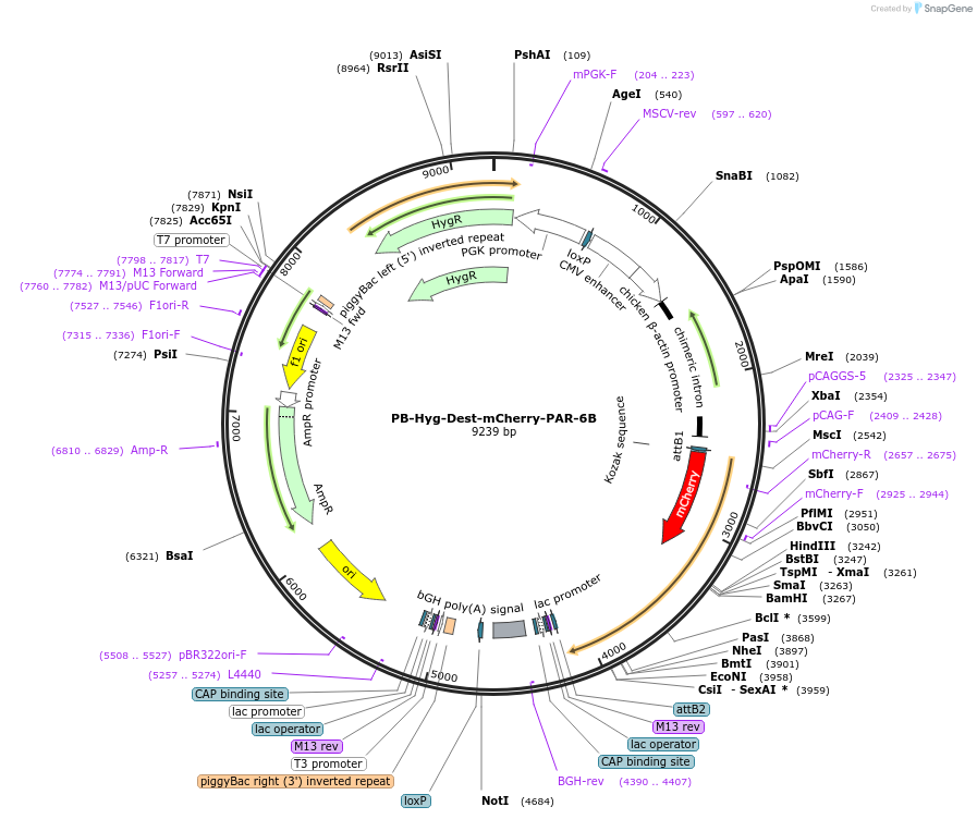 194908-plasmid-map-sequence-id-403825