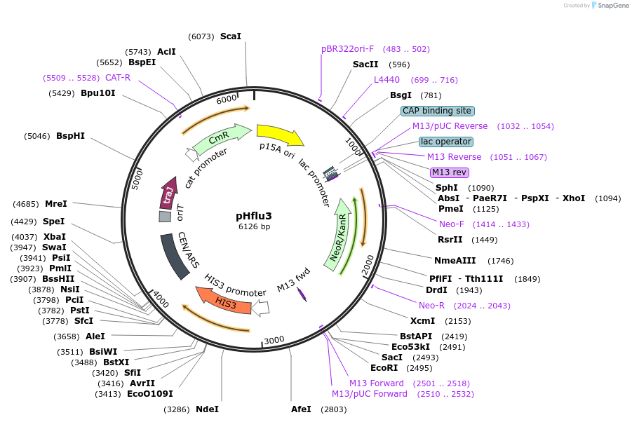 203881-plasmid-map-sequence-id-403829