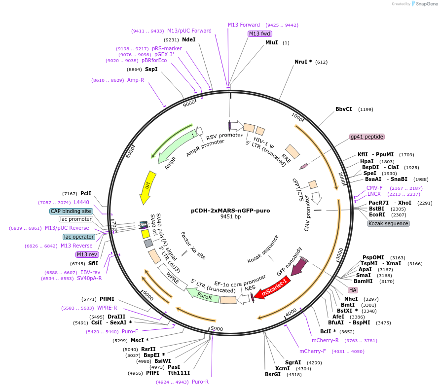 205238-plasmid-map-sequence-id-403865