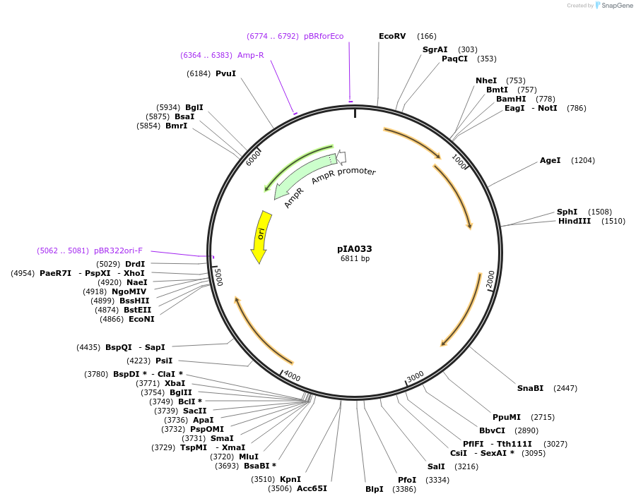200420-plasmid-map-sequence-id-403933