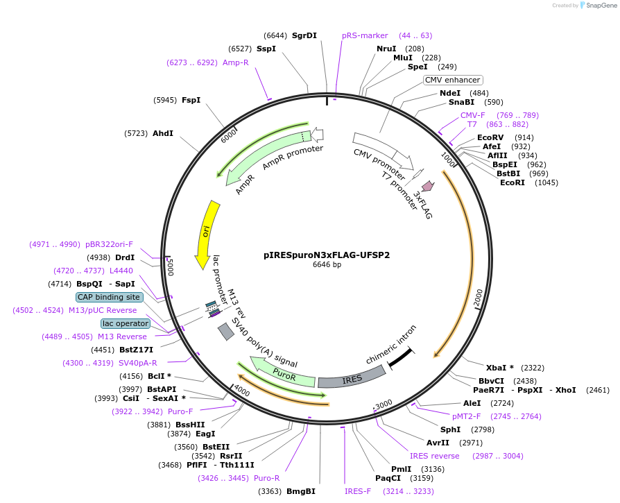 204553-plasmid-map-sequence-id-403934
