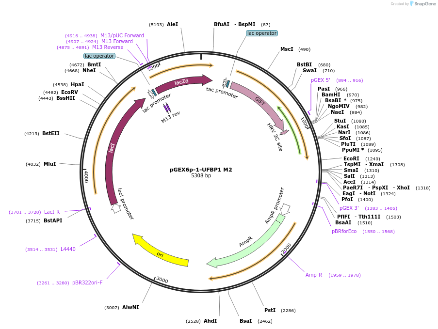 204560-plasmid-map-sequence-id-403938