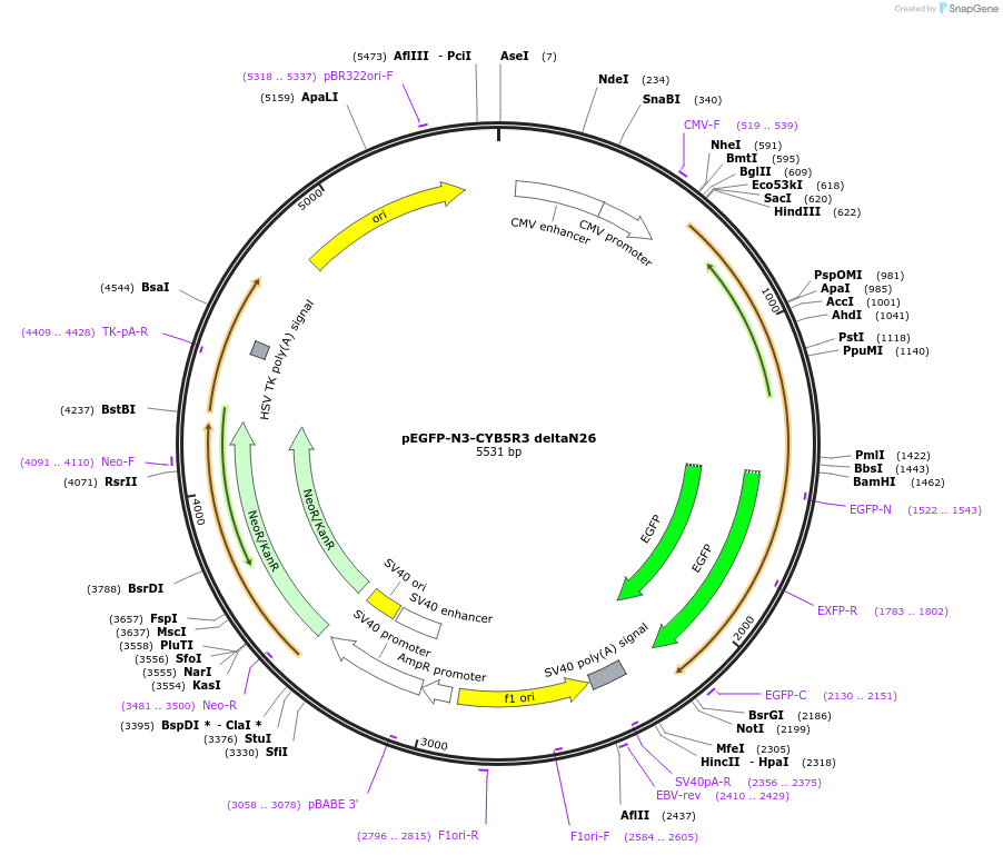 204568-plasmid-map-sequence-id-403939