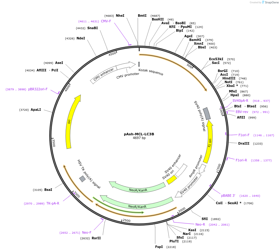 204573-plasmid-map-sequence-id-403941