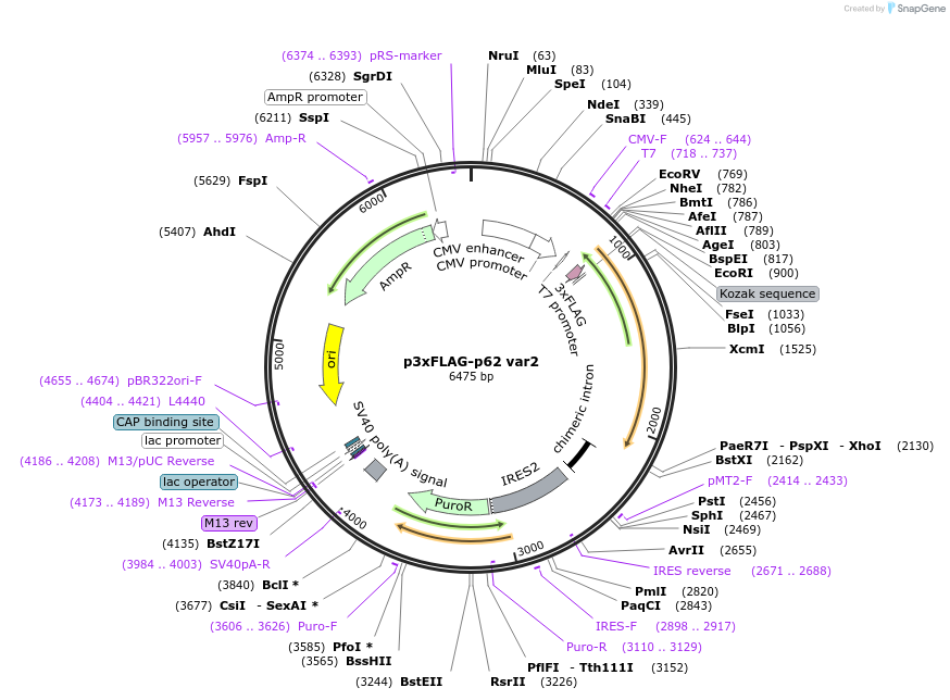 204576-plasmid-map-sequence-id-403942