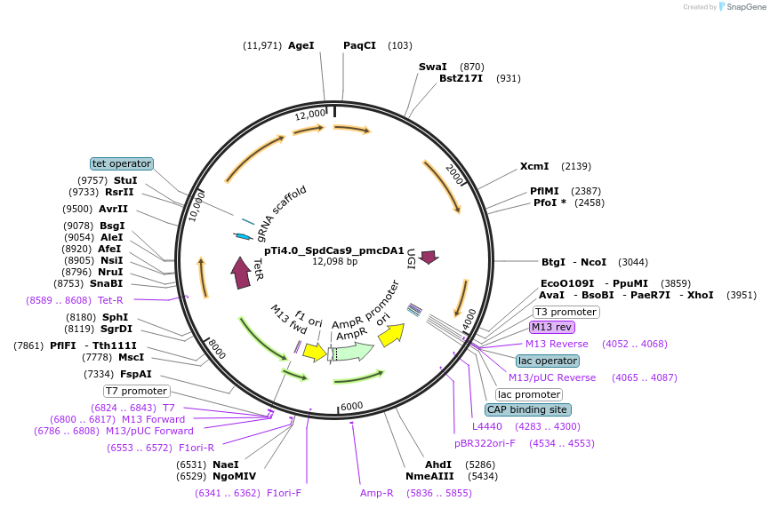 204613-plasmid-map-sequence-id-403948