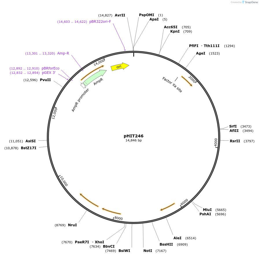 204507-plasmid-map-sequence-id-403950