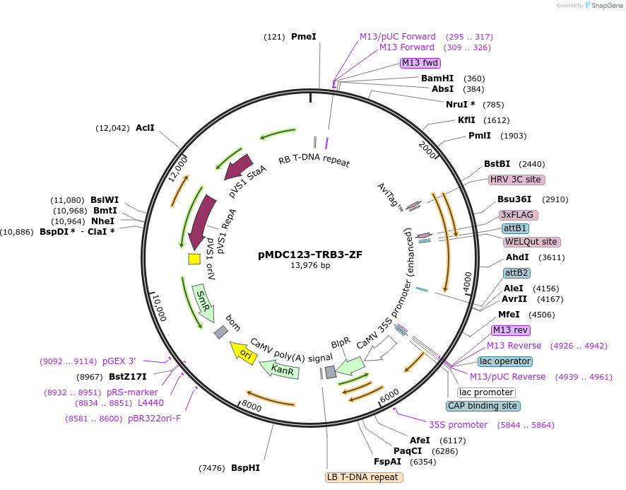 200927-plasmid-map-sequence-id-403960