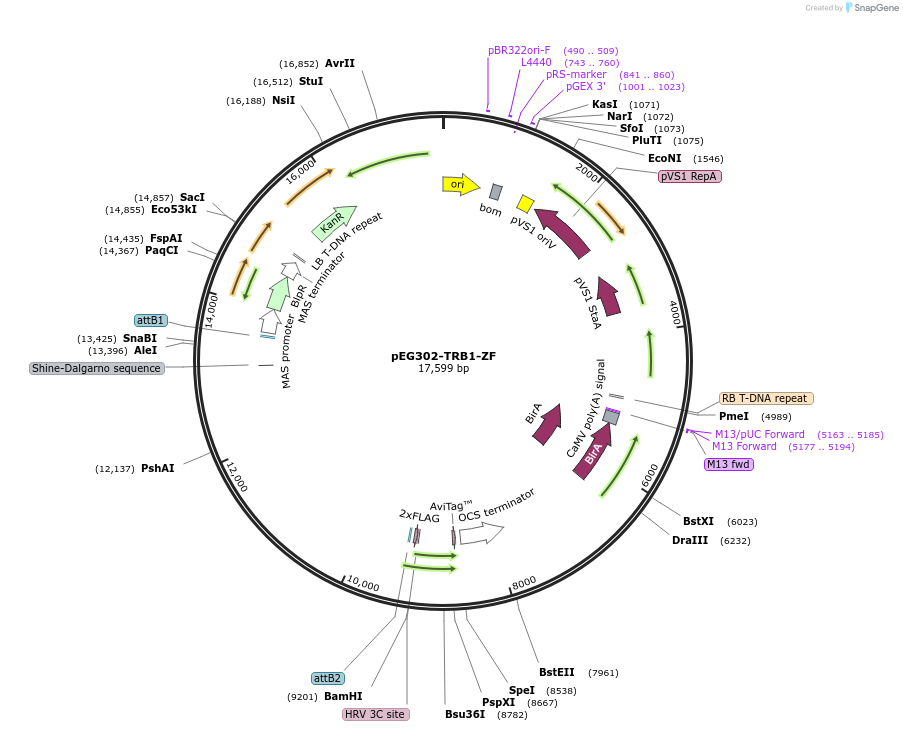 200925-plasmid-map-sequence-id-403961