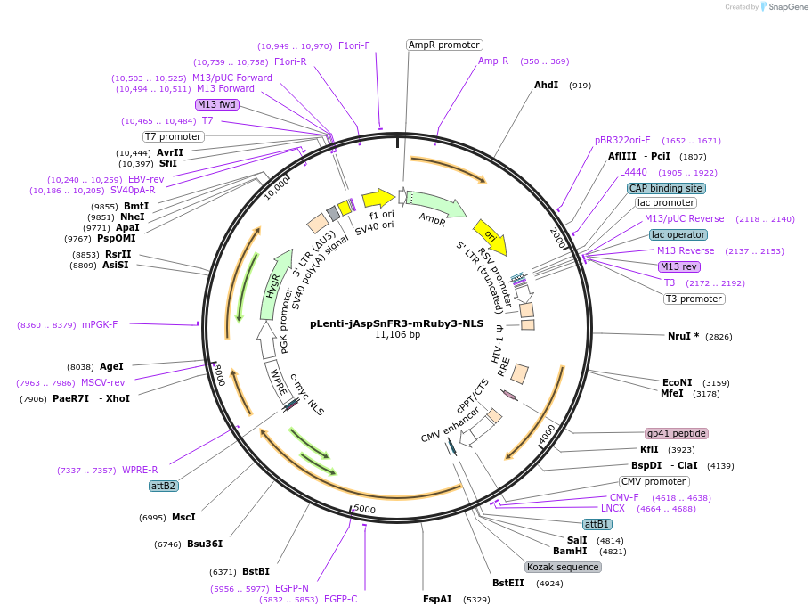 203494-plasmid-map-sequence-id-403975