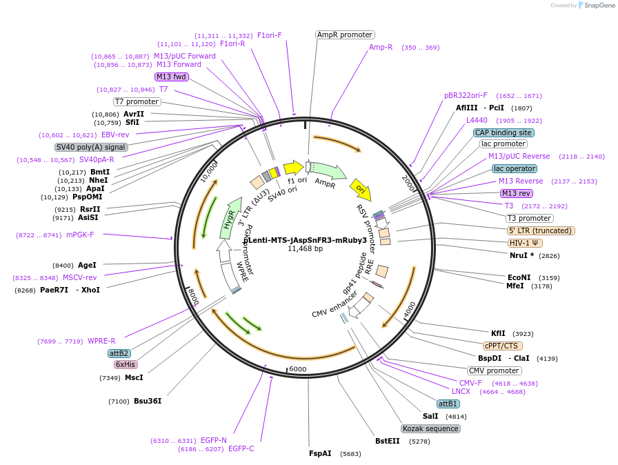 203492-plasmid-map-sequence-id-403976