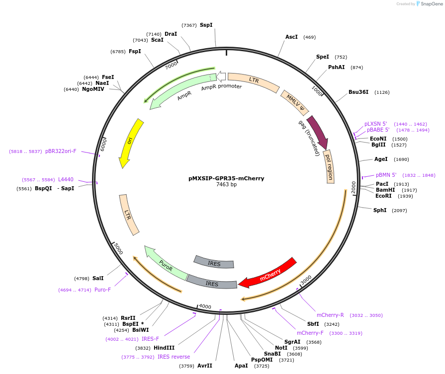 204711-plasmid-map-sequence-id-403977