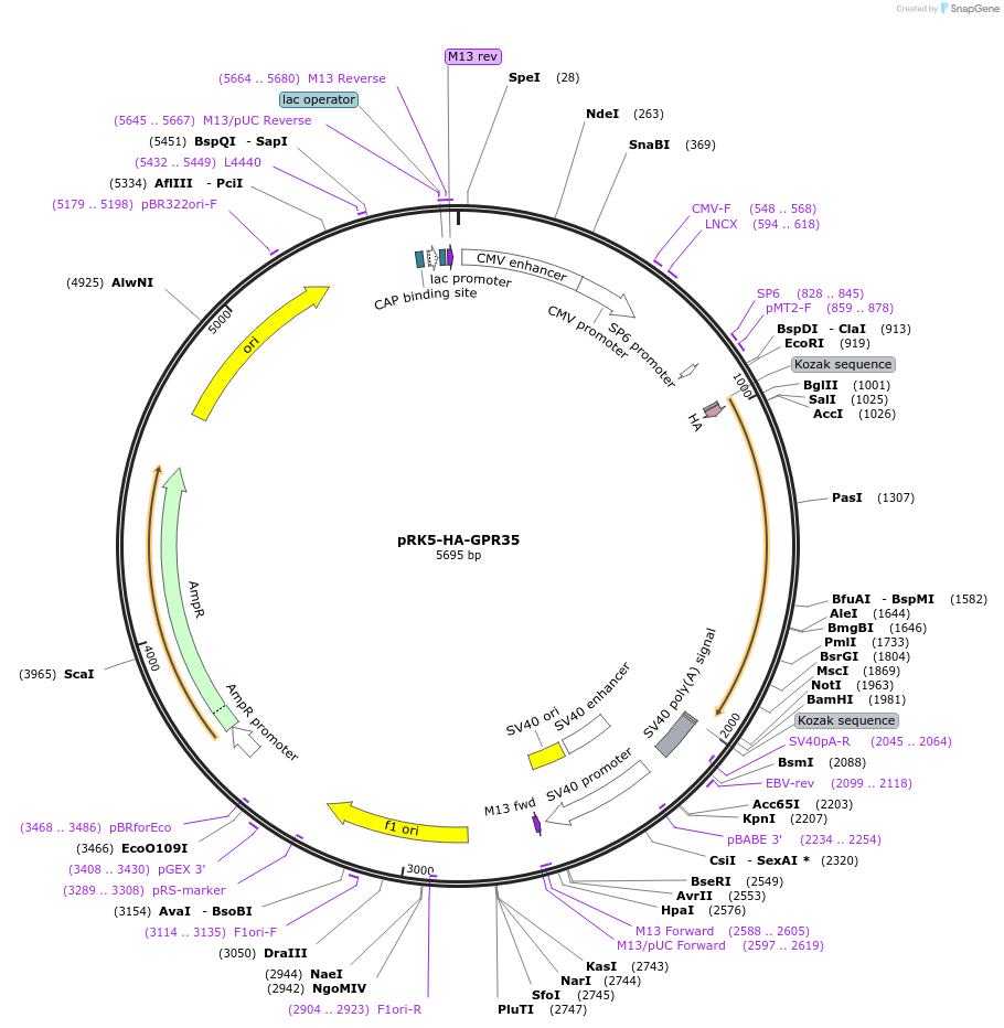 204708-plasmid-map-sequence-id-403983