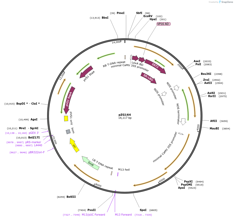 202583-plasmid-map-sequence-id-403984