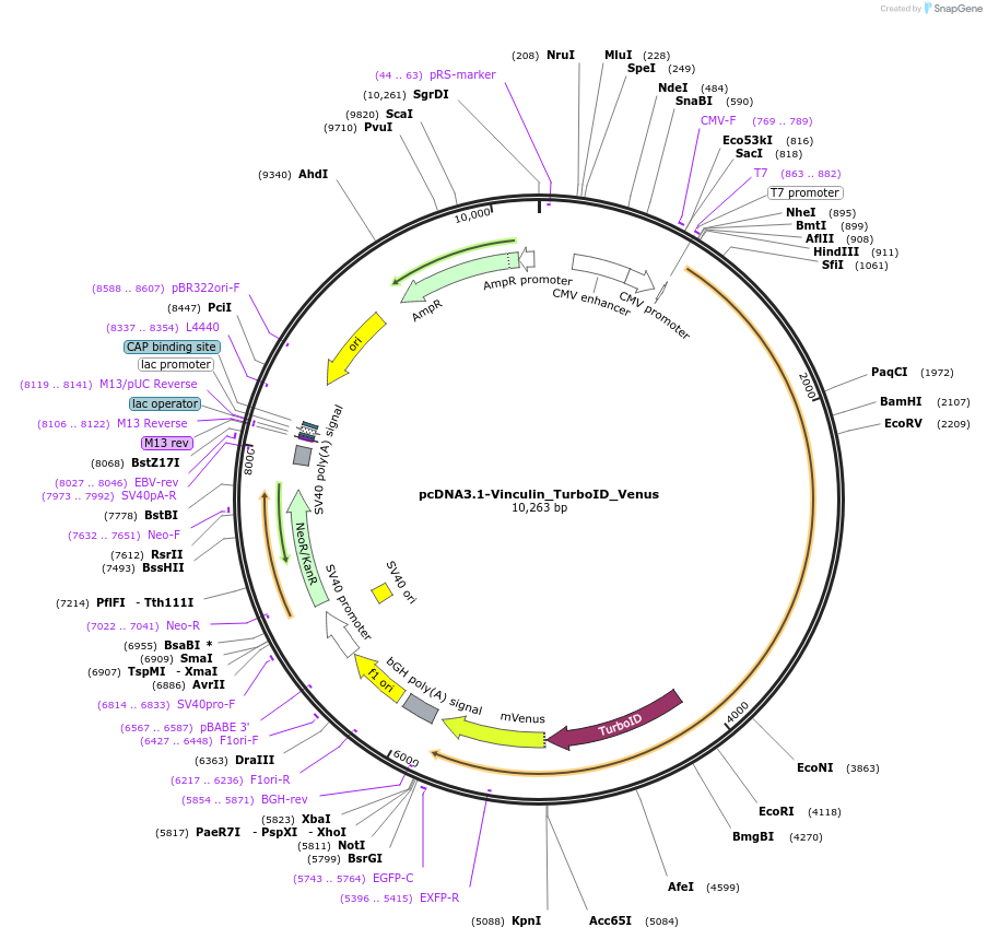 200272-plasmid-map-sequence-id-403995