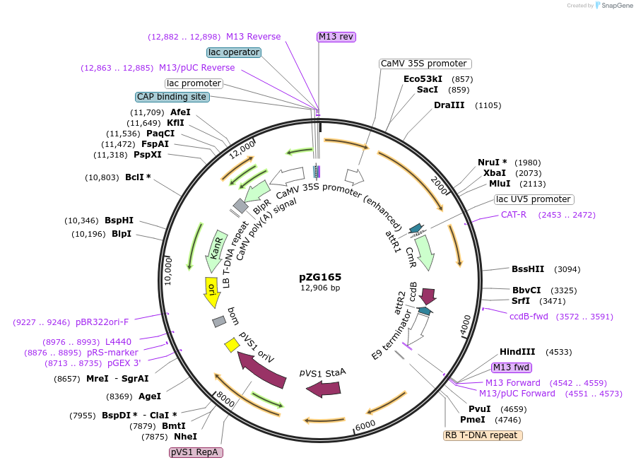 202584-plasmid-map-sequence-id-403996