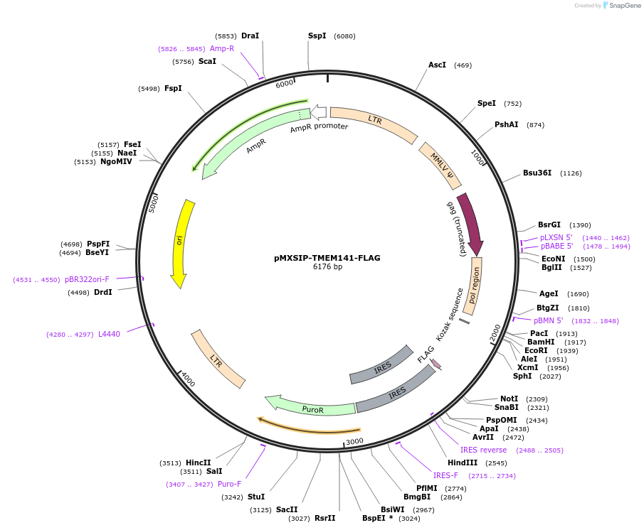 204702-plasmid-map-sequence-id-404002