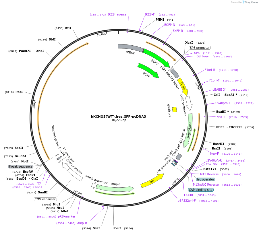 204360-plasmid-map-sequence-id-404004