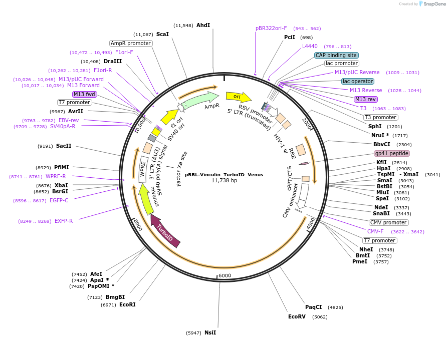 200212-plasmid-map-sequence-id-404030