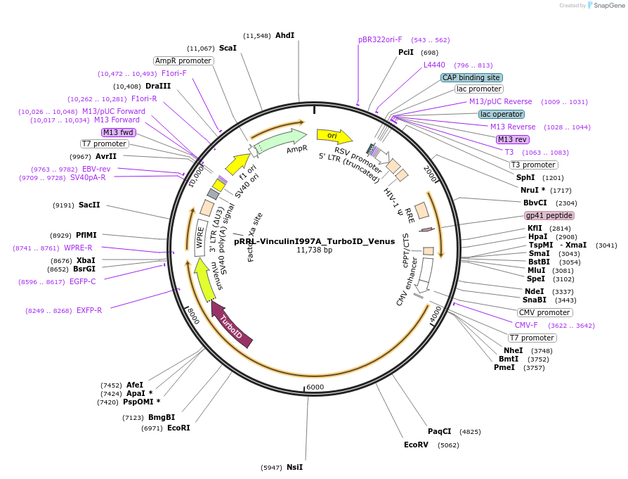 200273-plasmid-map-sequence-id-404032