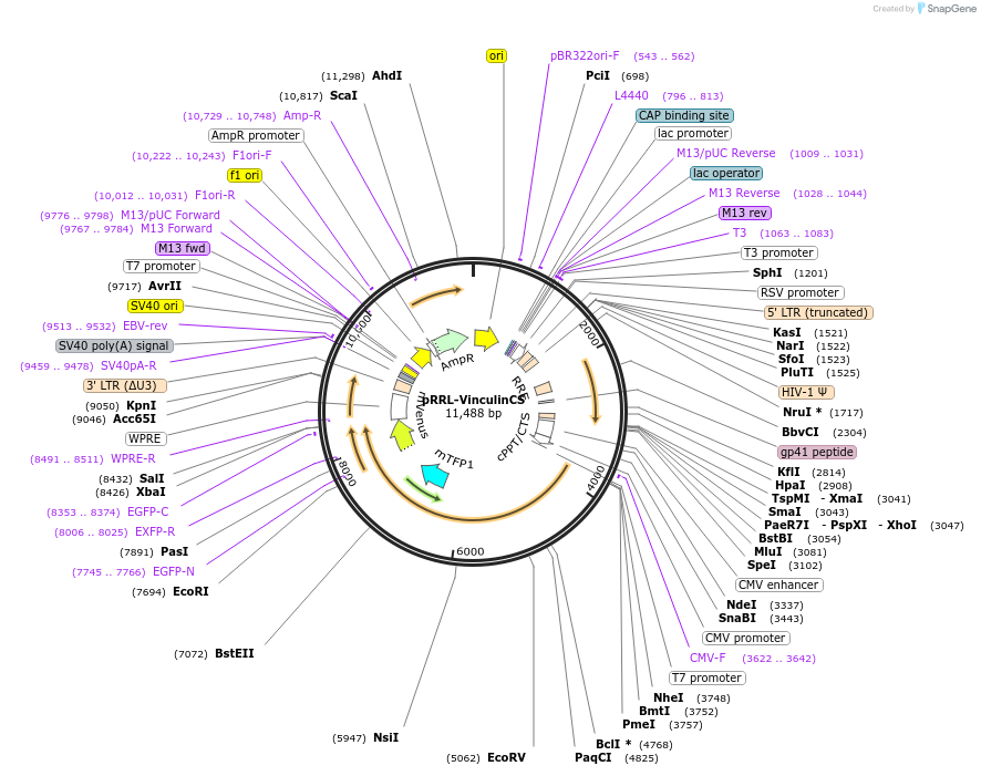 200309-plasmid-map-sequence-id-404033