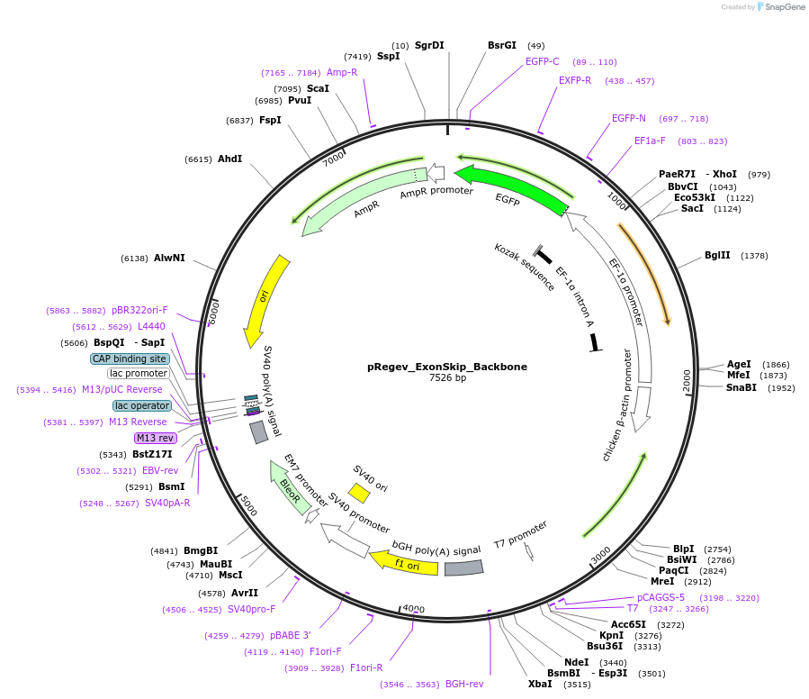 204187-plasmid-map-sequence-id-404040