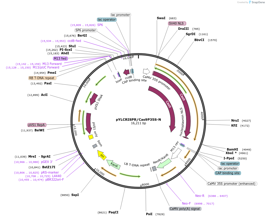 66191-plasmid-map-sequence-id-404047