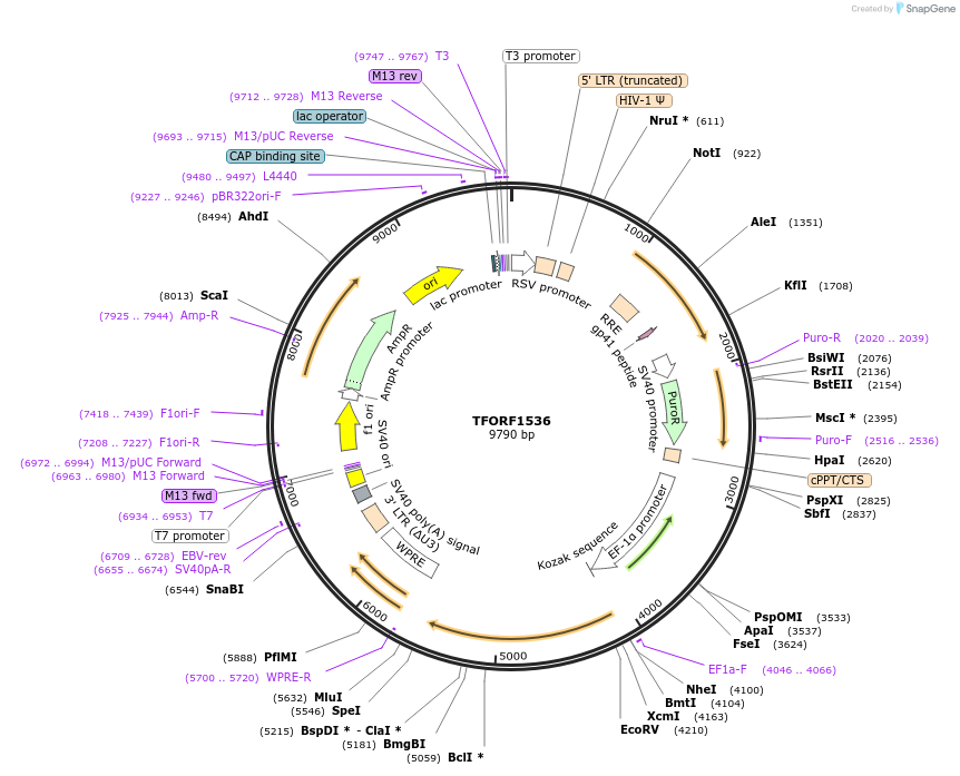 144183-plasmid-map-sequence-id-404071