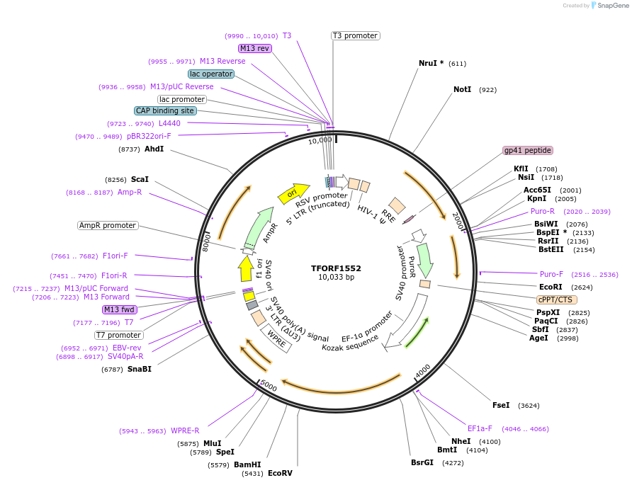 144184-plasmid-map-sequence-id-404072